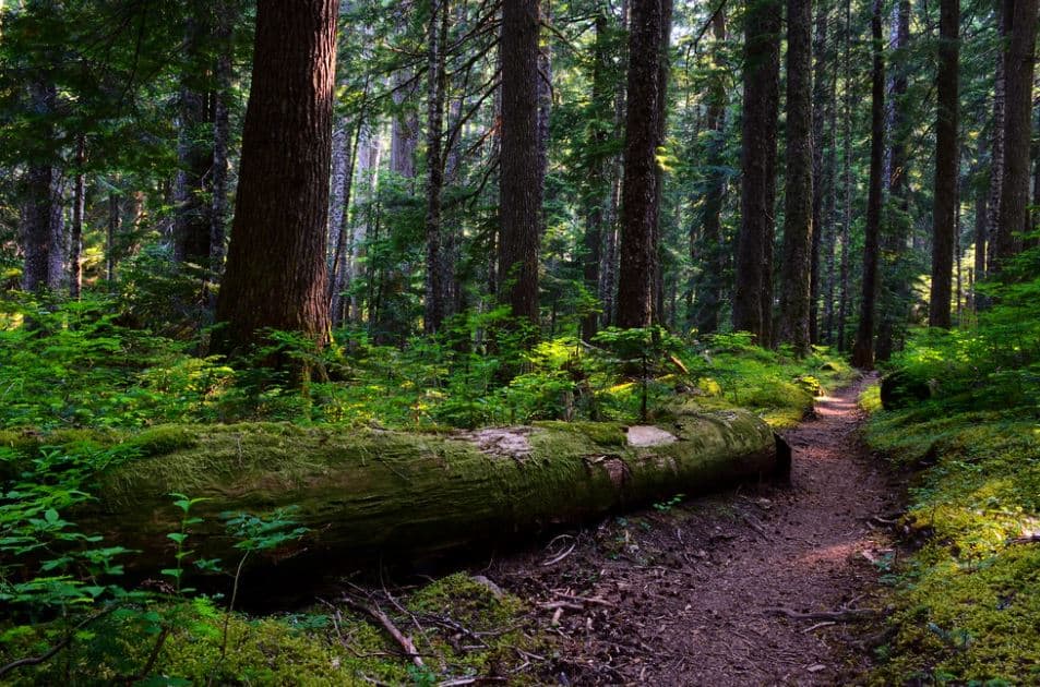Best things to do in Washington State Olympic National Forest