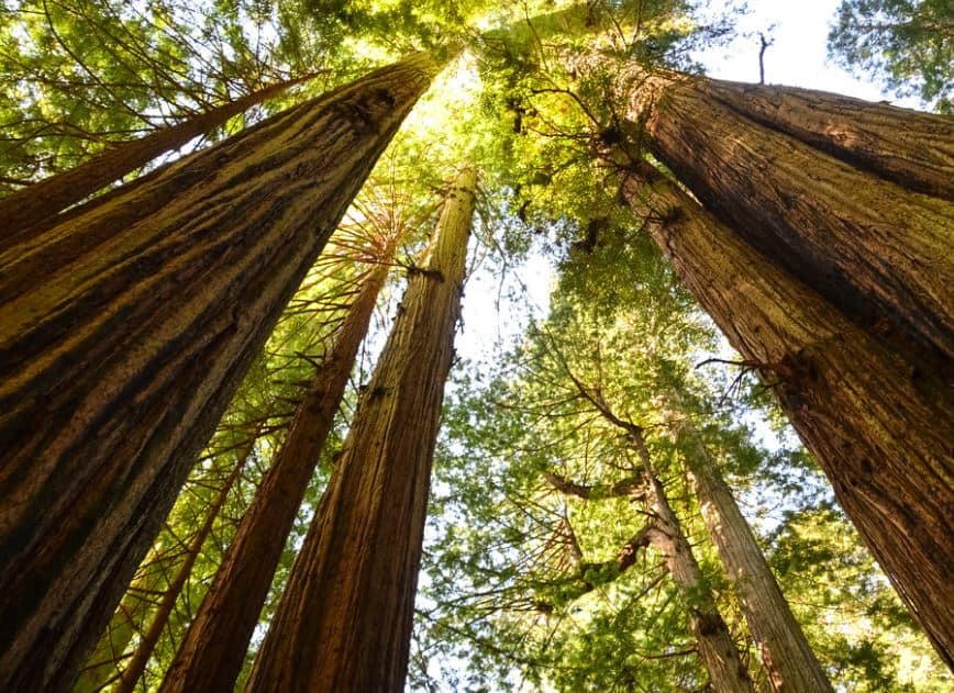 Redwood National Park california