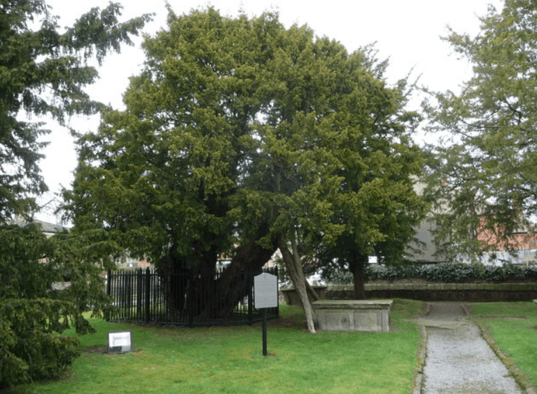 Overton yew trees